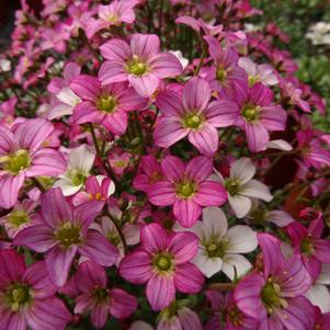 Saxifraga x arendsii 'Touran™ Pink'