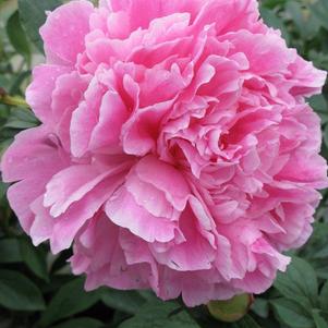 Peony 'Dr. Alexander Fleming'