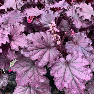 Heuchera 'Forever® Purple'