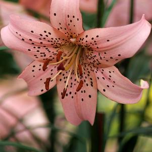 Lilium - Tiger Lily 'Pink'