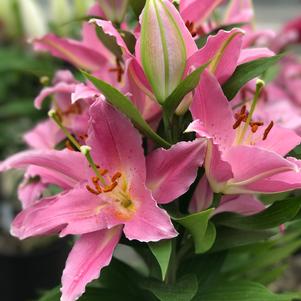 Lilium - Oriental Pot Lily Looks™ 'Sunny Camino'