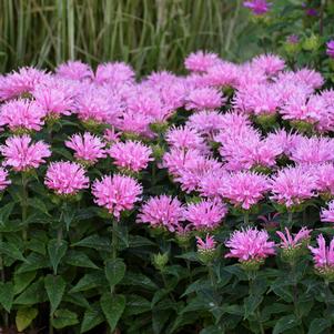 Monarda 'SUGAR BUZZ® Pink Frosting'