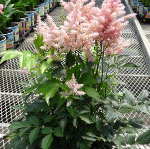 Astilbe japonica 'Peach Blossom'