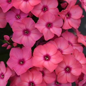 Phlox Medium Garden paniculata 'Super Ka-Pow™ Coral'