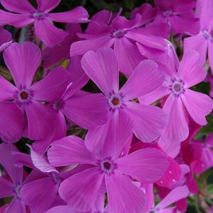 Phlox subulata 'Drummond's Pink'