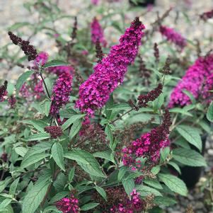 Buddleia 'Buzz™ Hot Raspberry'