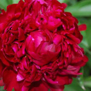 Peony 'Peter Brand'