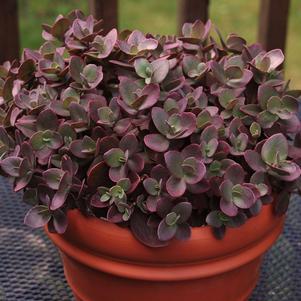 Sedum SunSparkler® Series 'Cherry Tart'