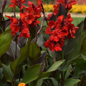 Canna 'Cannova® Bronze Scarlet F1'