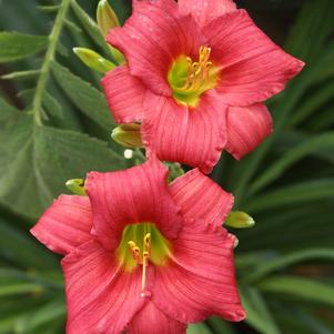 Hemerocallis 'Little Business'