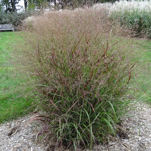 Panicum virgatum 'Shenandoah'