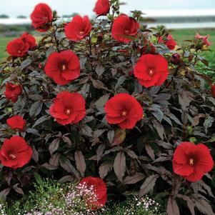 Hibiscus 'Midnight Marvel'