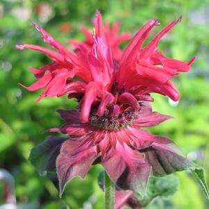 Monarda 'Fireball'