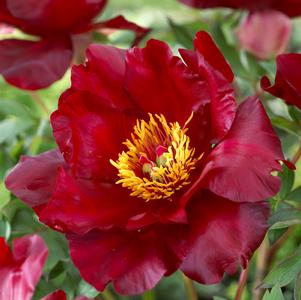 Peony ITOH 'Scarlet Heaven'