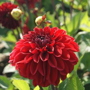 Dahlia 'GoGo Red'