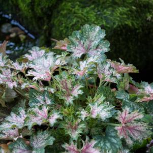 Heuchera 'Dew Drops'