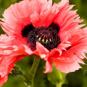 Papaver orientalis 'Turkenlouis'