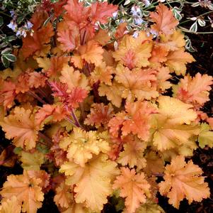 Heuchera 'Marmalade'