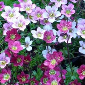 Saxifraga x arendsii 'Purple Robe'