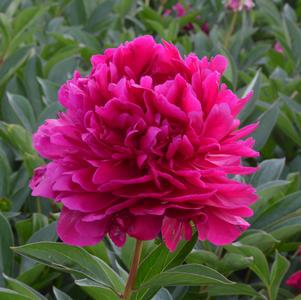 Peony 'Paul M. Wild'