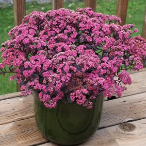 Sedum SunSparkler® Series 'Dazzleberry'