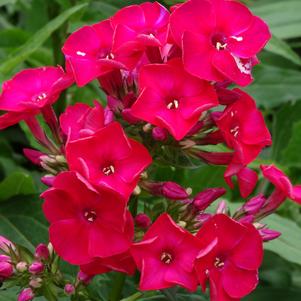 Phlox Dwarf Garden paniculata 'Flame® Red'