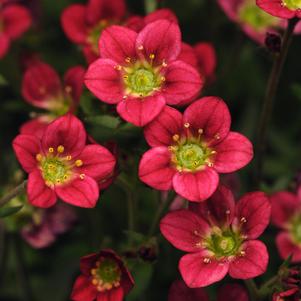 Saxifraga x arendsii 'Rocco Red'