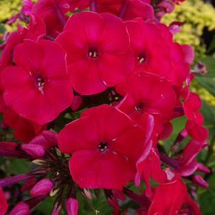 Phlox Medium Garden paniculata 'Red Riding Hood'