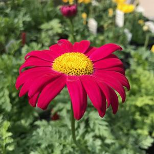 Tanacetum coccineum 'Robinson's Red'