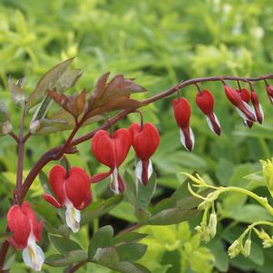 Dicentra spectabilis x 'Valentine 'Hordival''