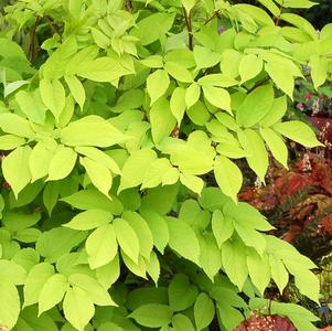 Aralia cordata 'Sun King'