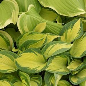 Hosta 'Great Expectations (sieboldiana)'