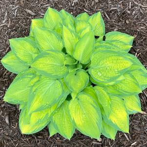 Hosta 'Dream Queen'