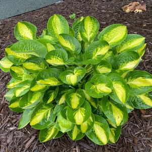 Hosta 'Warwick Comet'