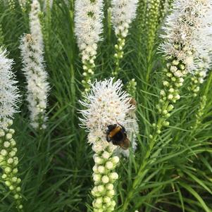 Liatris spicata 'Floristan Alba'