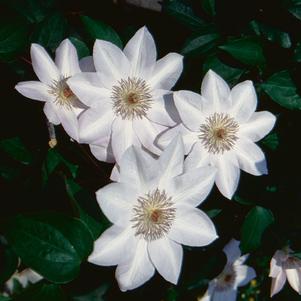 Clematis 'Henryi'