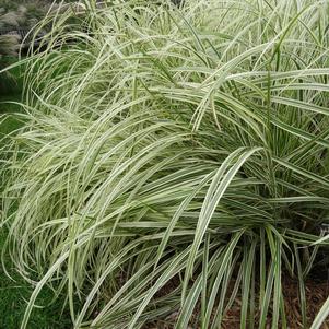 Miscanthus sinensis 'Variegatus'