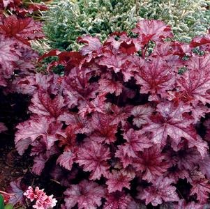 Heuchera 'Amethyst Mist'