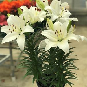 Lilium - LA Hybrid Lily 'Summer Snow®'