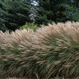 Miscanthus sinensis 'Adagio'