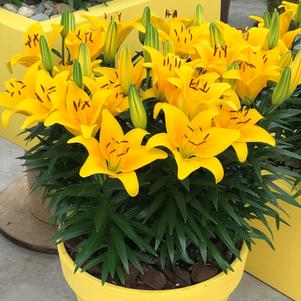 Lilium - Asiatic Pot Lily Looks™ 'Tiny Bee'