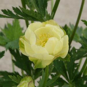 Trollius x cultorum 'New Moon'