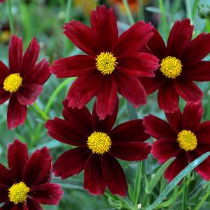 Coreopsis 'Li'l Bang™ Red Elf'