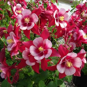 Aquilegia 'Songbird Cardinal'