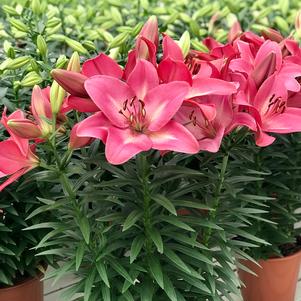 Lilium - LA Hybrid Lily 'Summer Sky®'