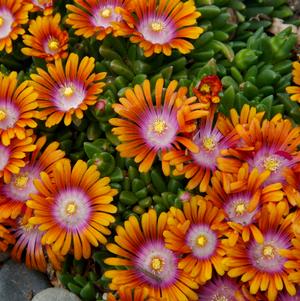 Delosperma 'Fire Spinner'