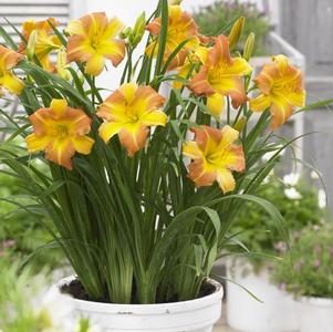 Hemerocallis 'EveryDaylily® Punch Yellow'