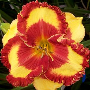 Hemerocallis 'Band of Fire'