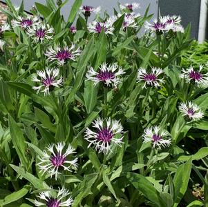 Centaurea montana 'Amethyst in Snow'