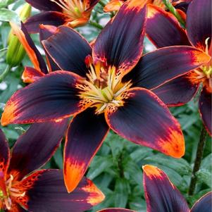 Lilium - Asiatic Lily 'Forever Susan'